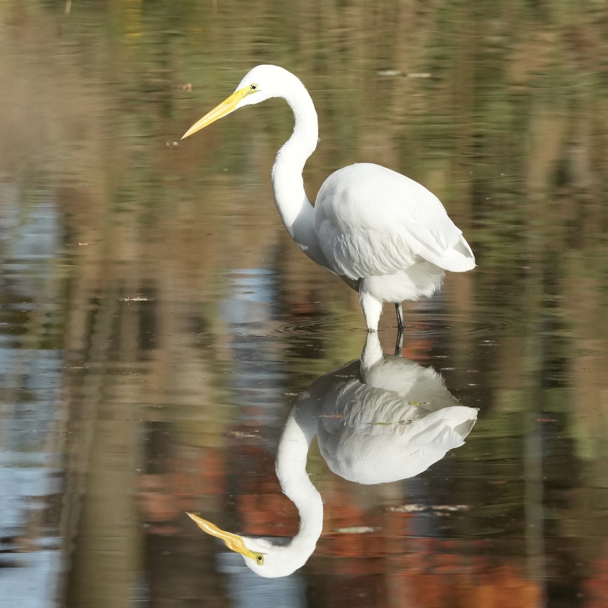 Цасч дэглий - ML644495565