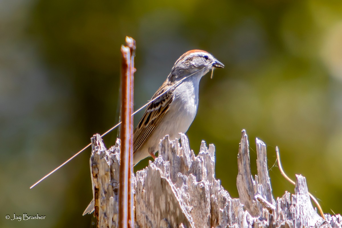 チャガシラヒメドリ - ML644495566