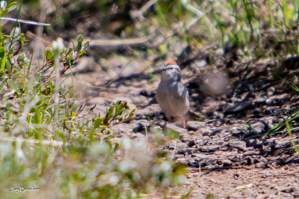 チャガシラヒメドリ - ML644495567