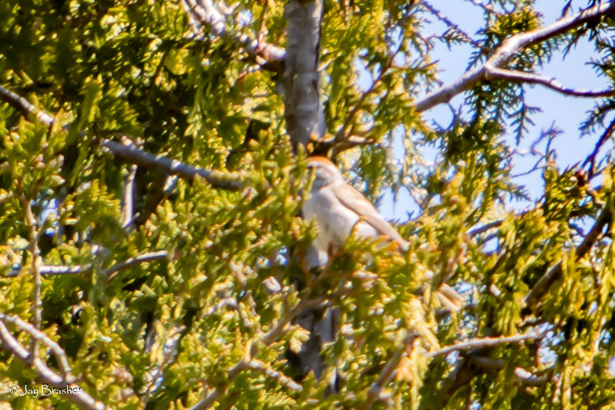 チャガシラヒメドリ - ML644495568