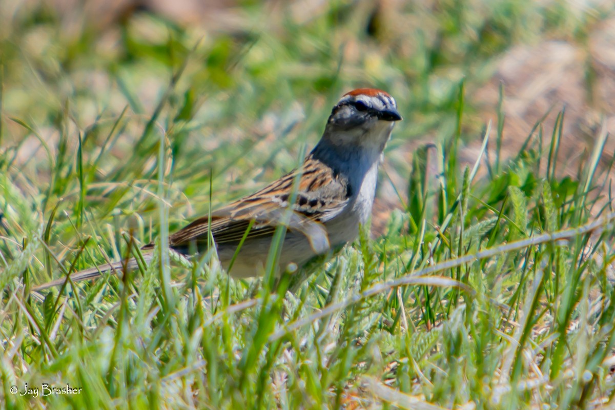 チャガシラヒメドリ - ML644495569