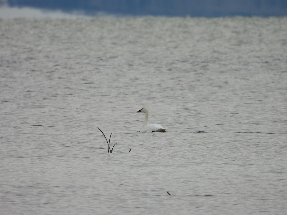 Beltxarga txistularia - ML644495578