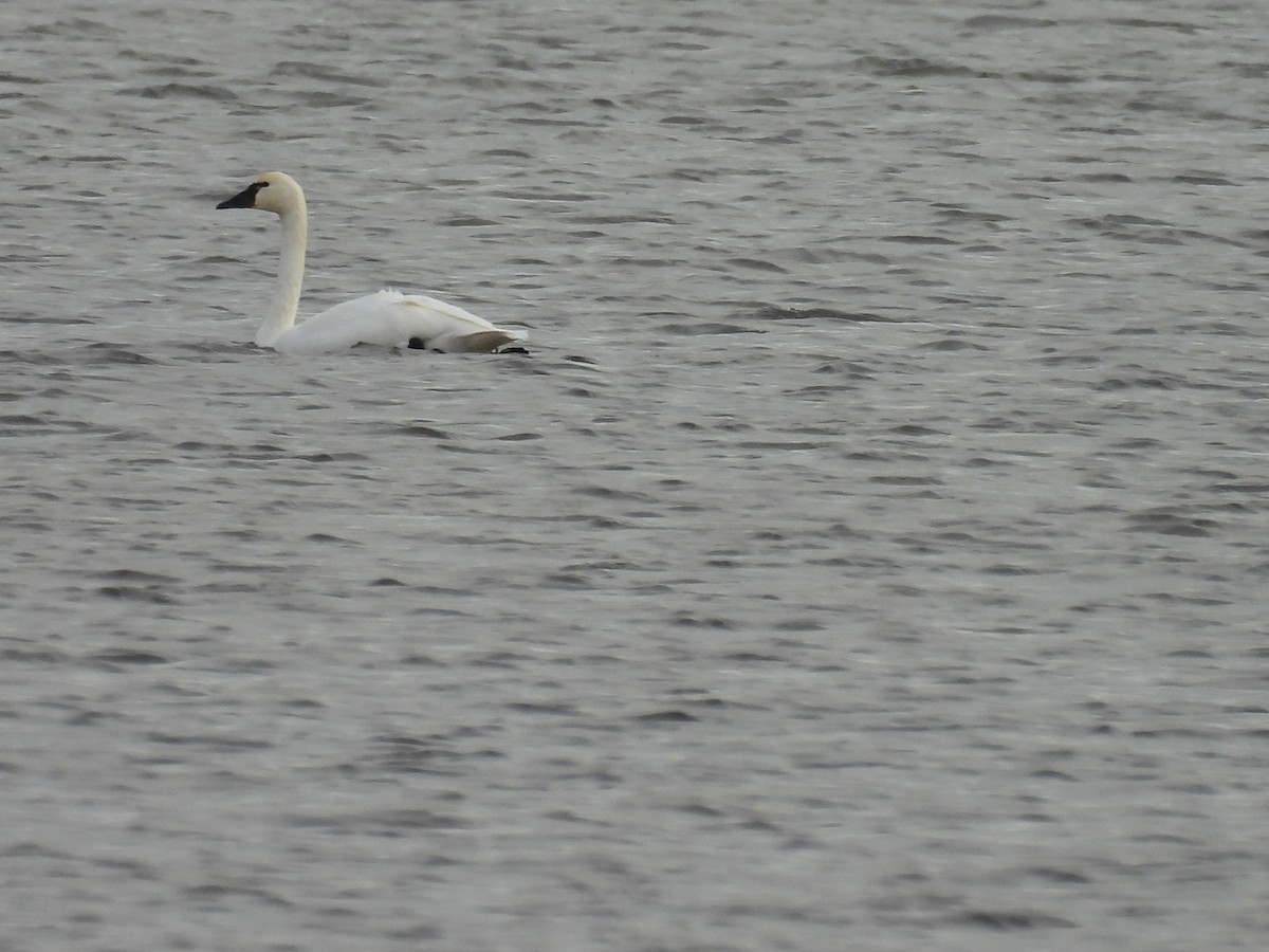 Beltxarga txistularia - ML644495579