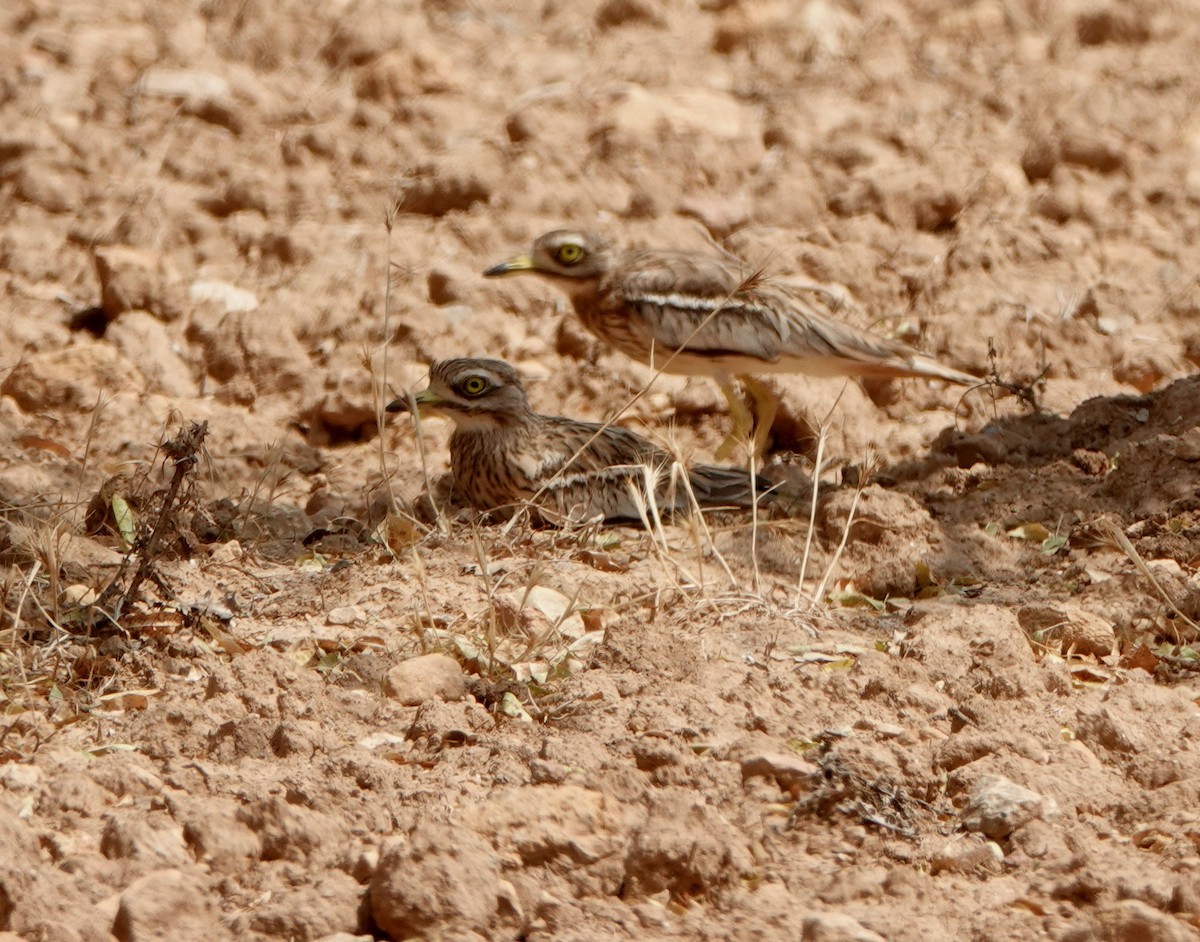 Eurasian Thick-knee - ML644495582