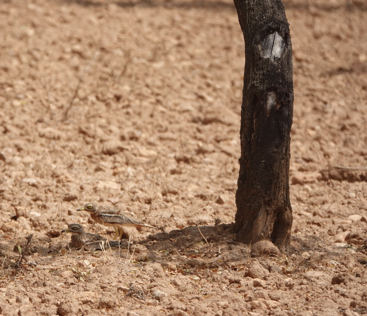 Eurasian Thick-knee - ML644495583