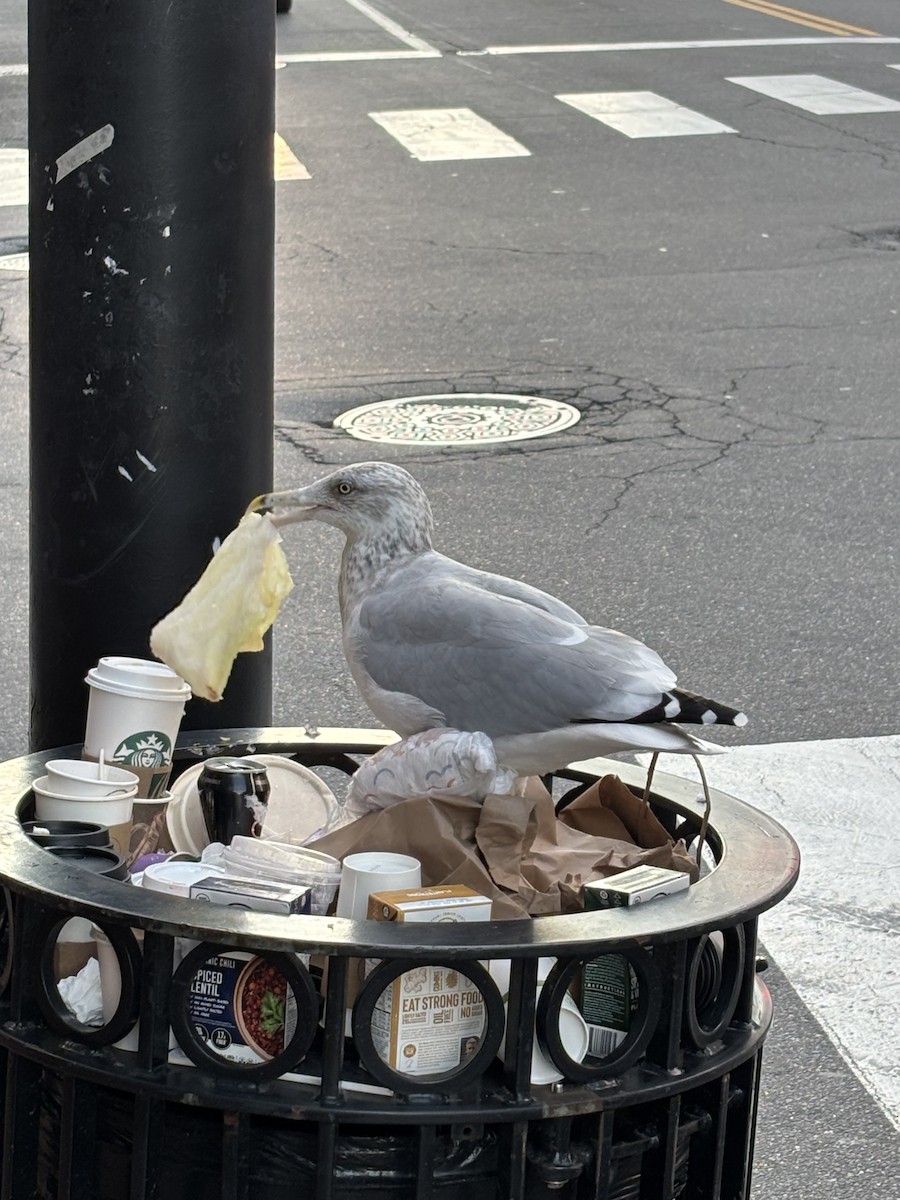 American Herring Gull - ML644495587