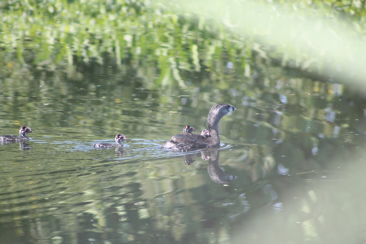 Grèbe à bec bigarré - ML644495592