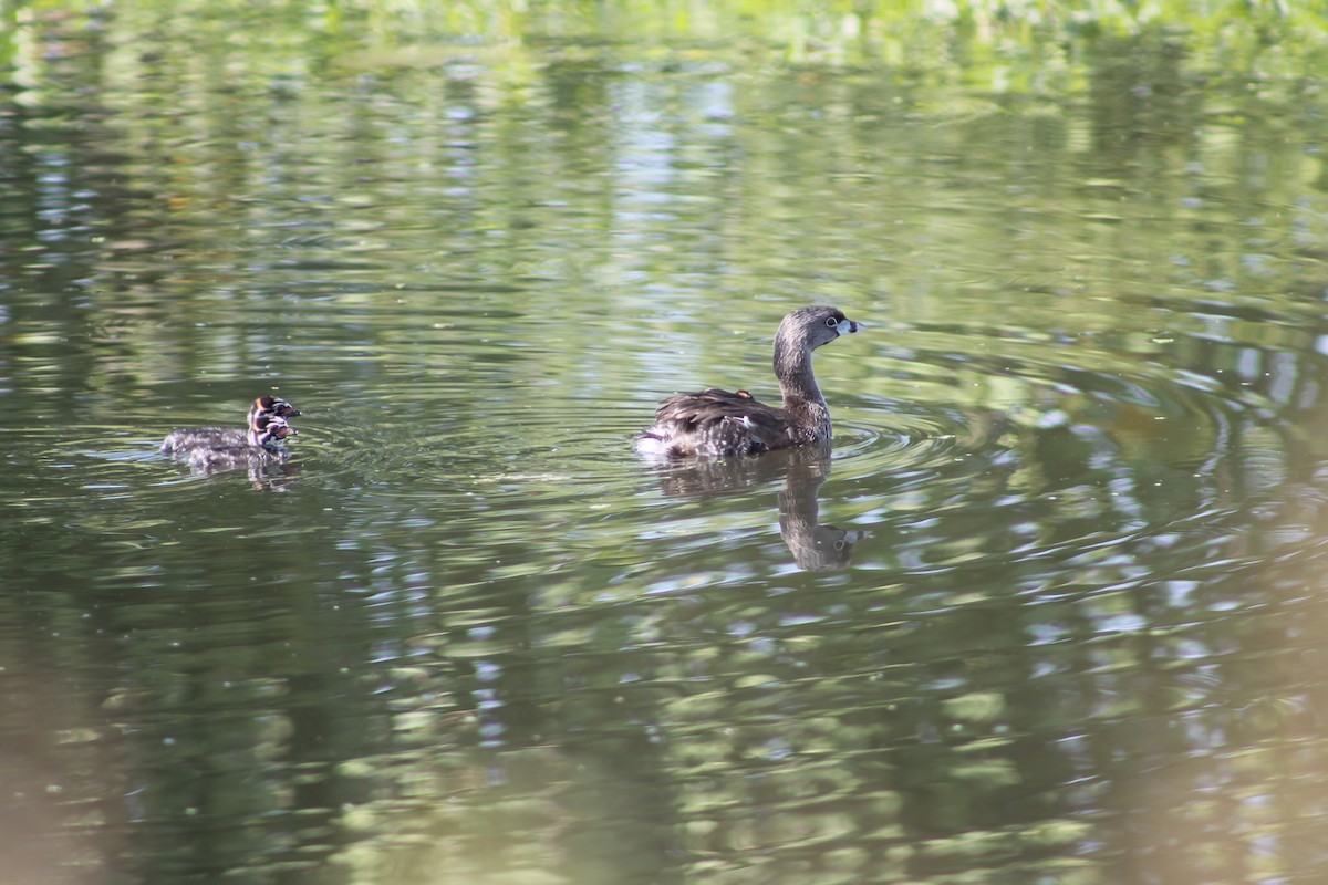 Grèbe à bec bigarré - ML644495598