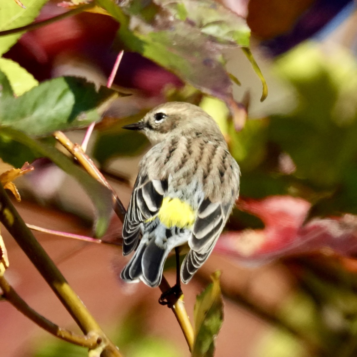 Yellow-rumped Warbler - ML644495599
