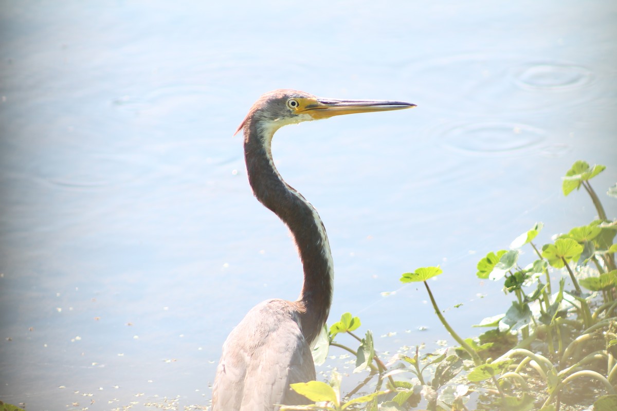Aigrette tricolore - ML644495602
