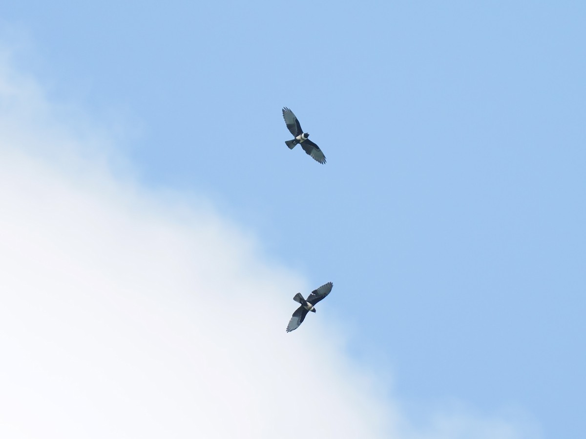 Black Baza - ML644495605