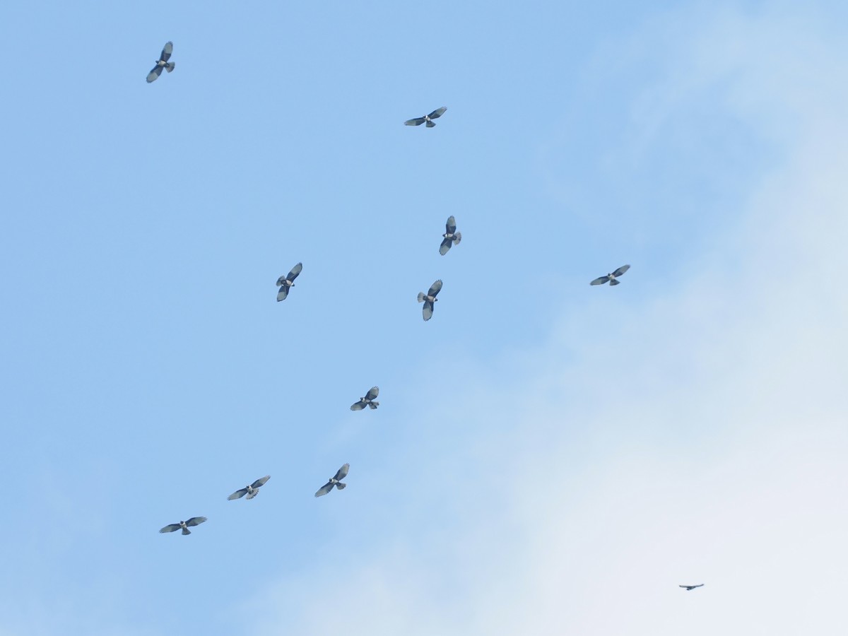 Black Baza - ML644495606