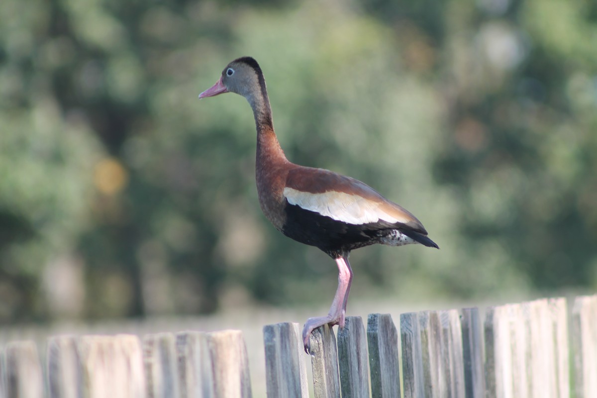 Dendrocygne à ventre noir - ML644495619
