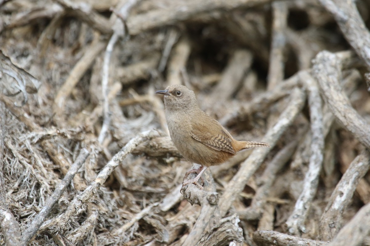 Cobb Çıtkuşu - ML644495620