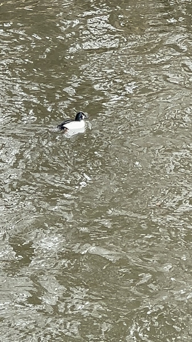 ホオジロガモ - ML644495625