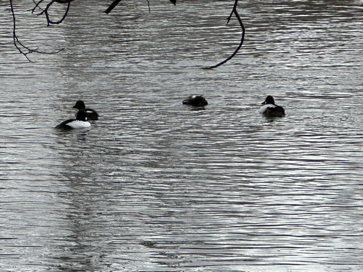 ホオジロガモ - ML644495626