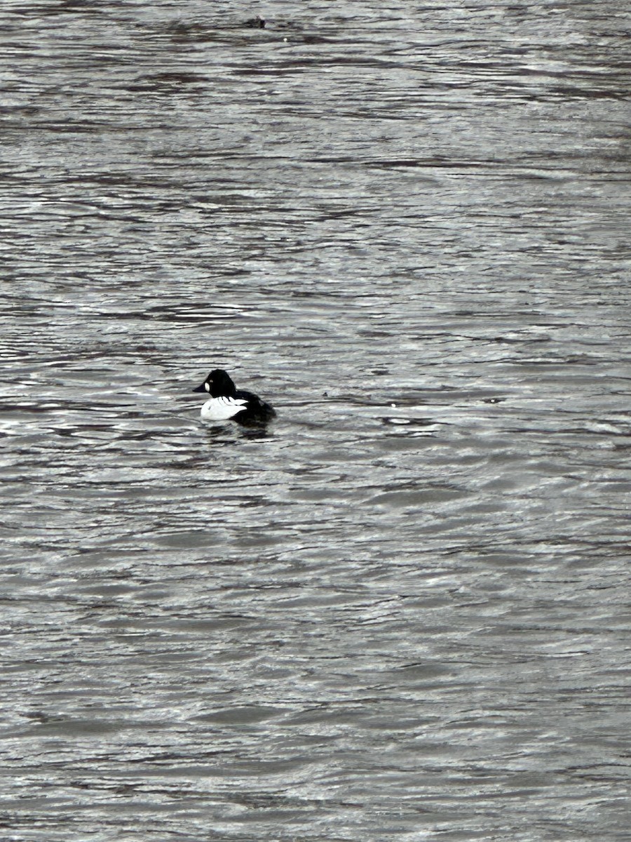 ホオジロガモ - ML644495627