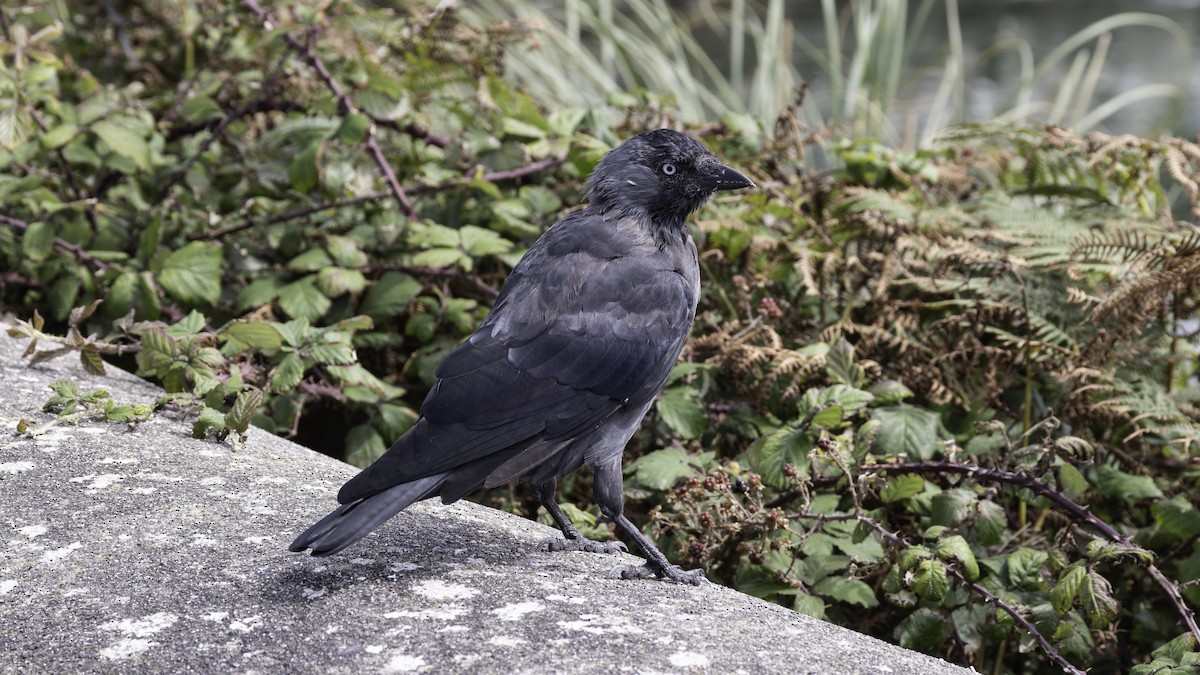 Eurasian Jackdaw - ML644495633