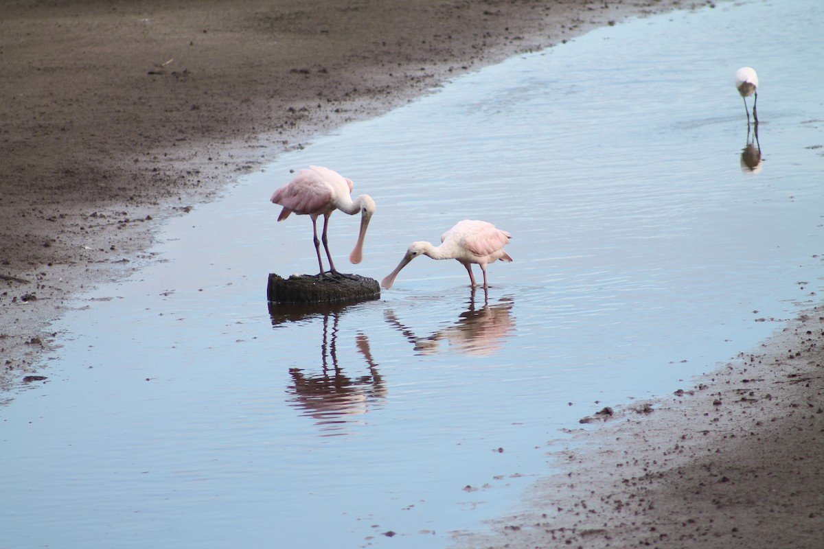 Roseate Spoonbill - ML644495637