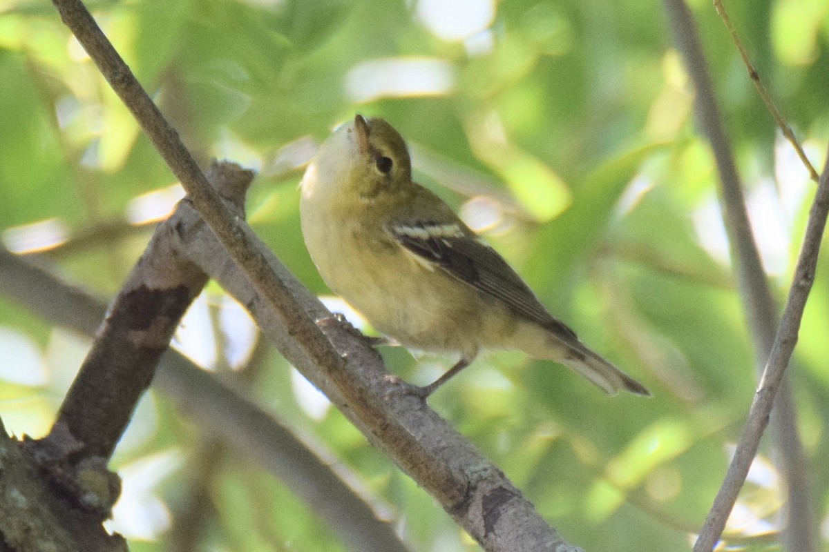 Bay-breasted Warbler - ML644495640