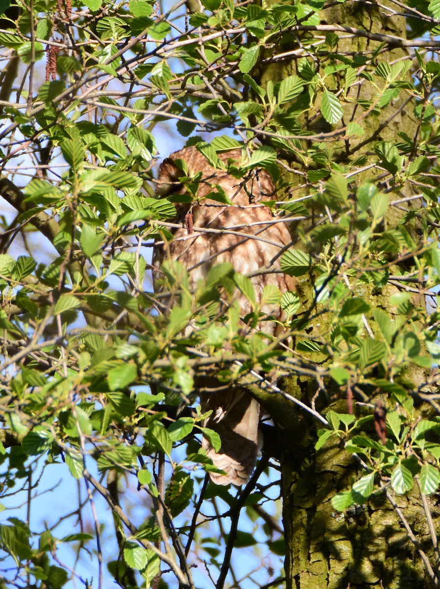 モリフクロウ - ML644495643