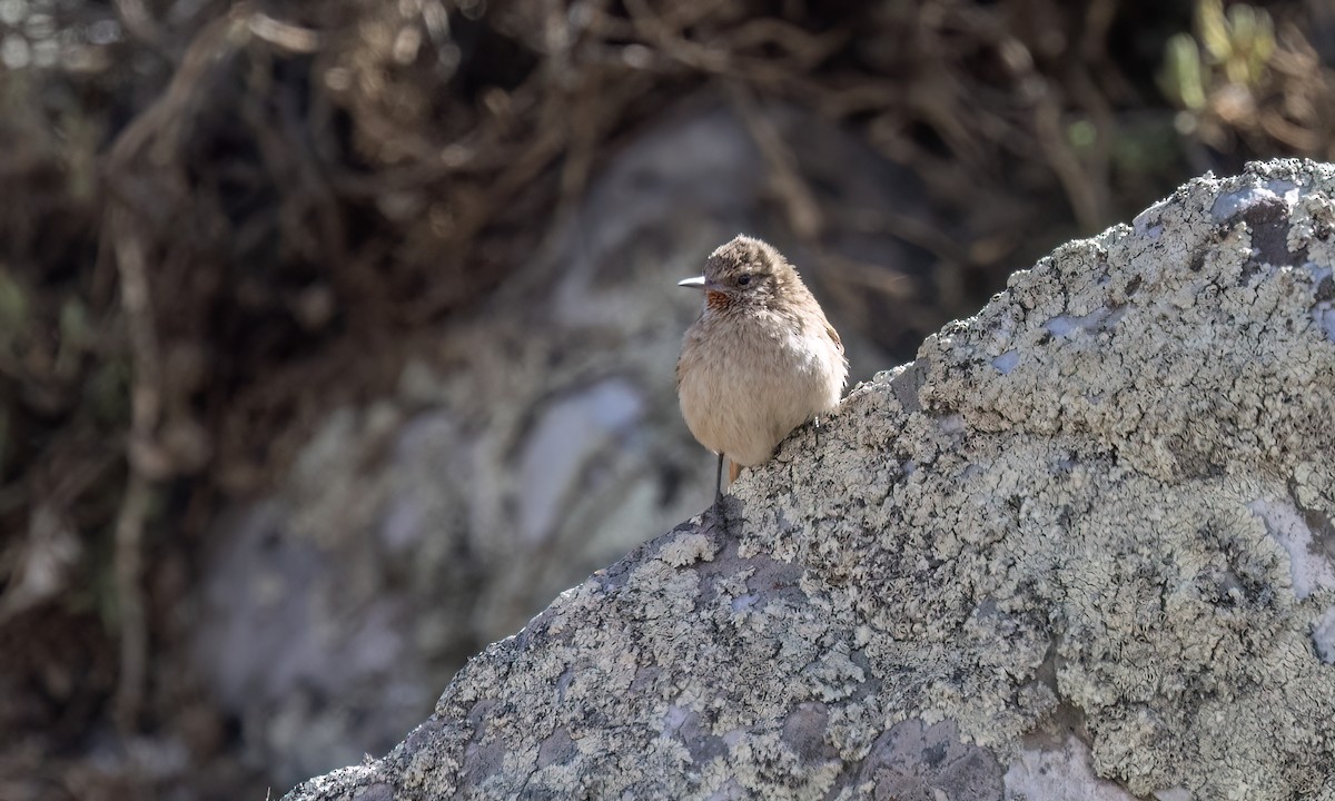 Cordilleran Canastero - ML644495649