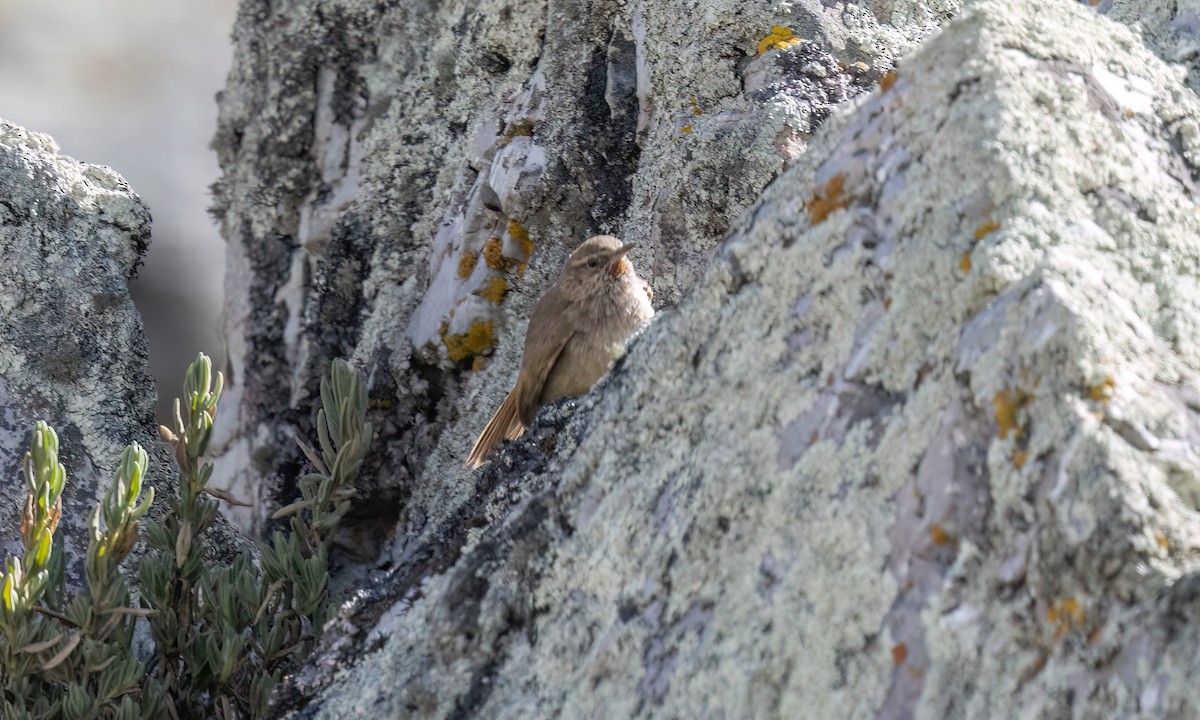 Cordilleran Canastero - ML644495651