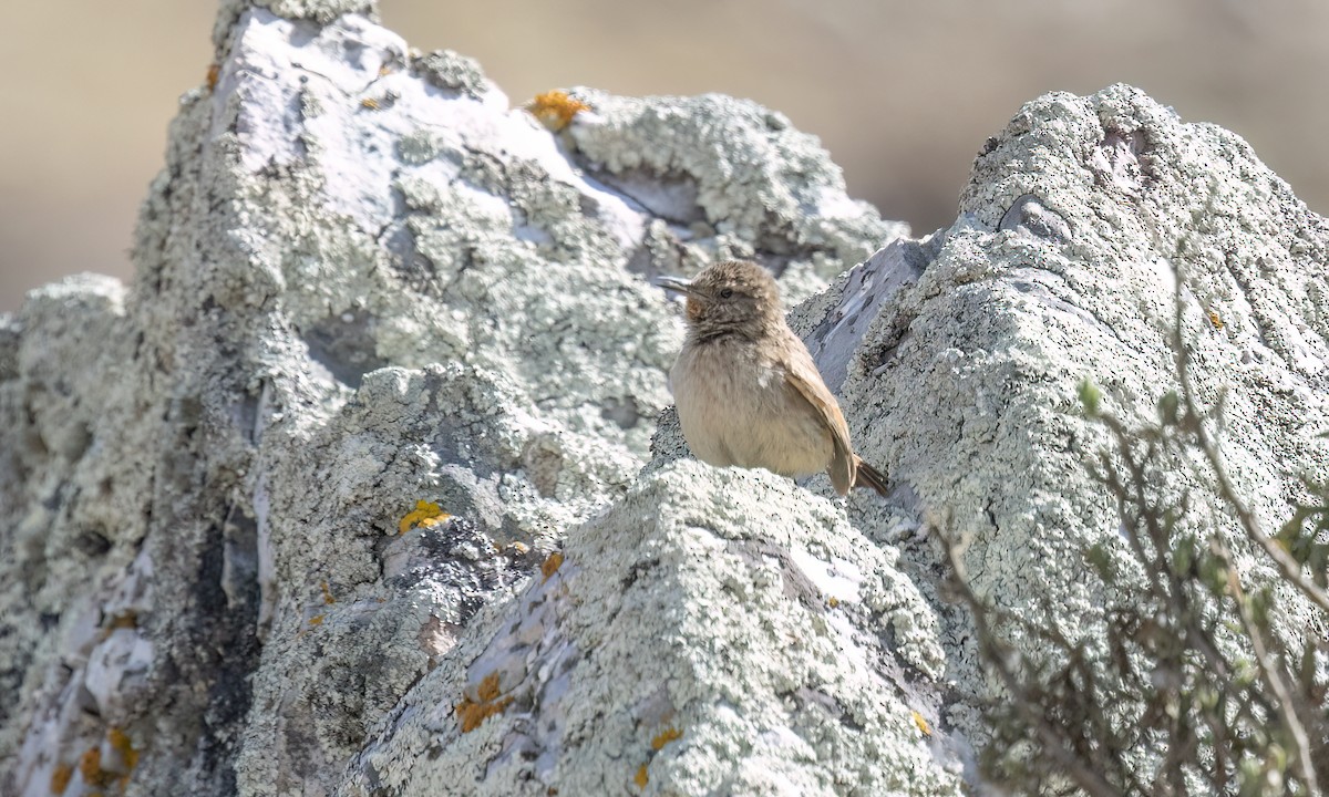 Cordilleran Canastero - ML644495652