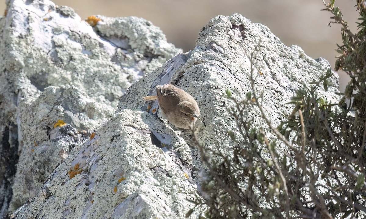 Cordilleran Canastero - ML644495653