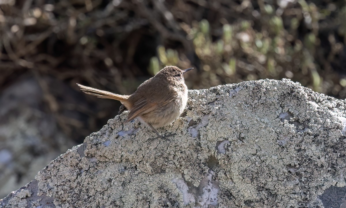 Cordilleran Canastero - ML644495654