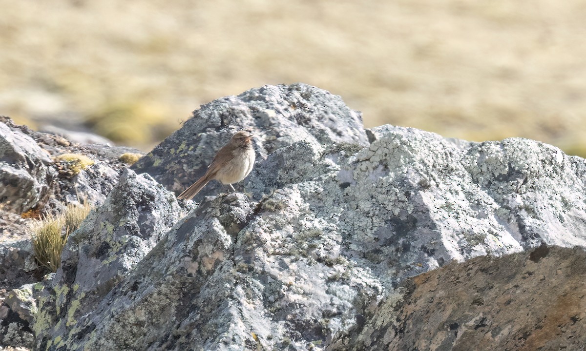 Cordilleran Canastero - ML644495655