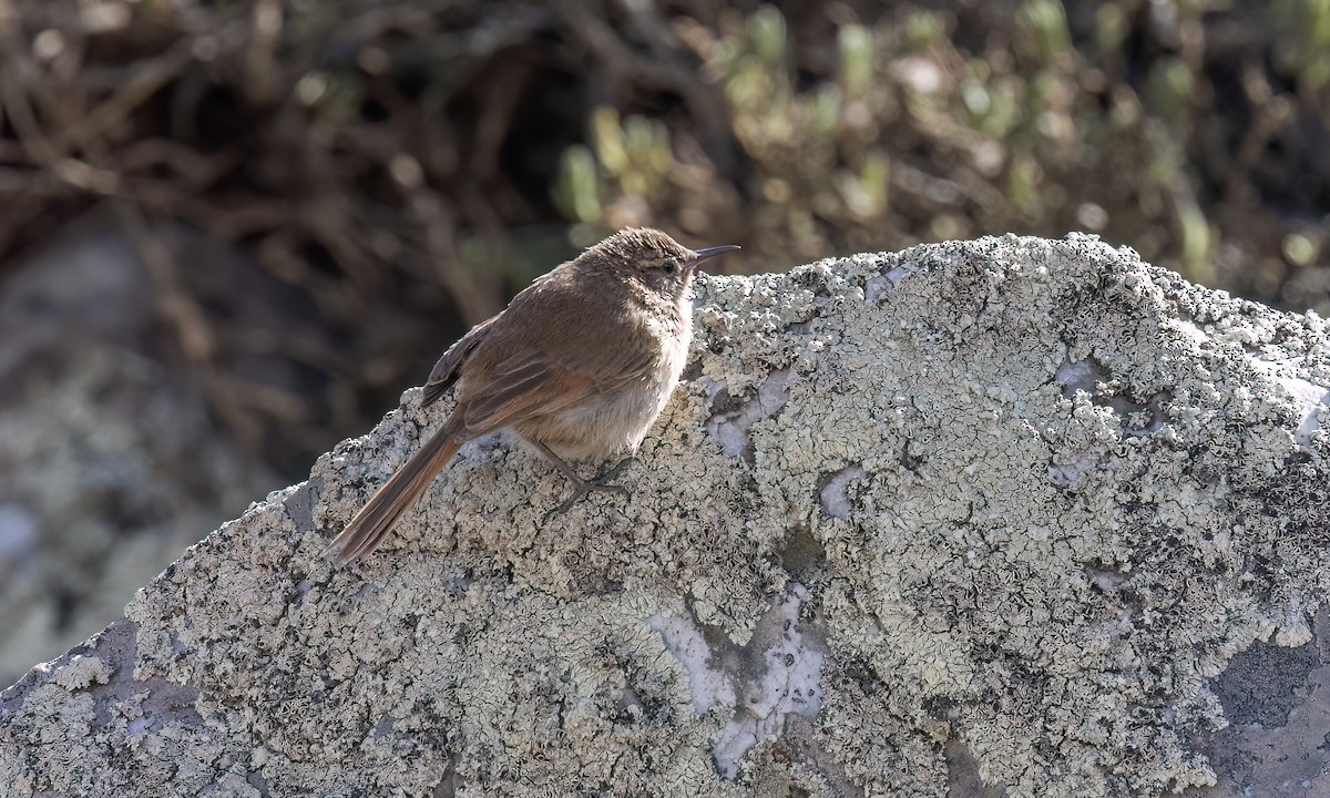 Cordilleran Canastero - ML644495656