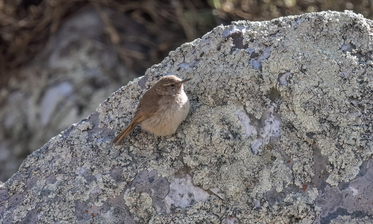 Cordilleran Canastero - ML644495657