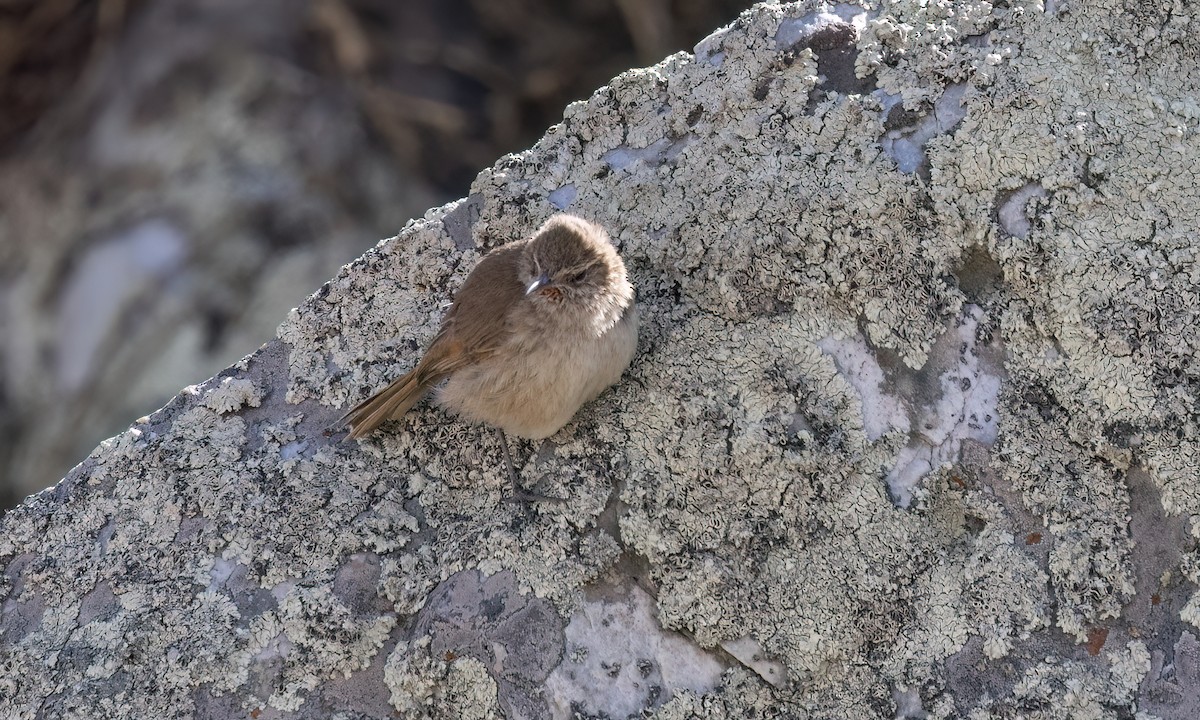 Cordilleran Canastero - ML644495658