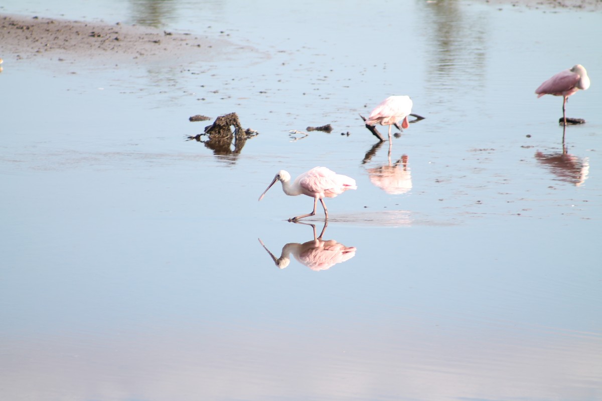 Roseate Spoonbill - ML644495662