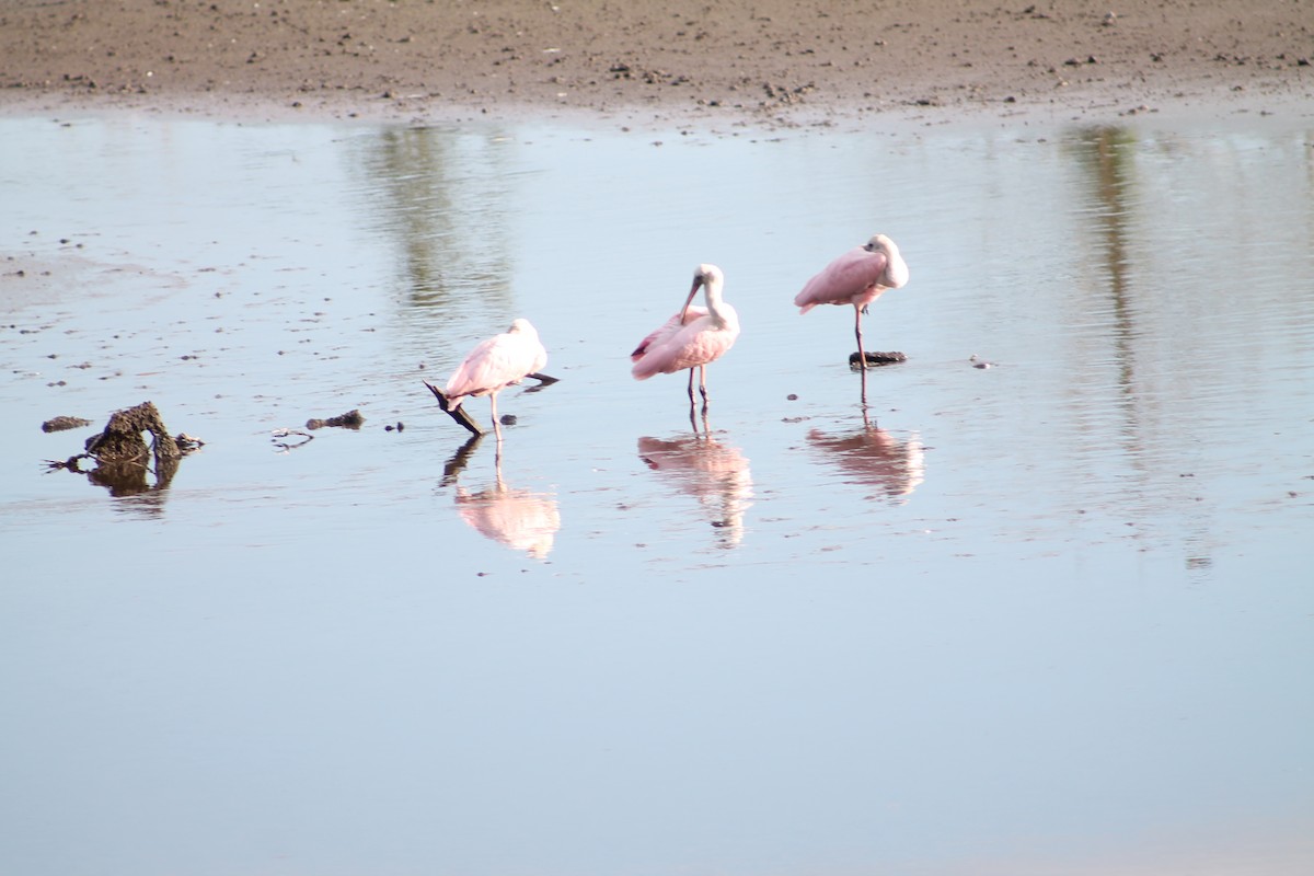 Roseate Spoonbill - ML644495672