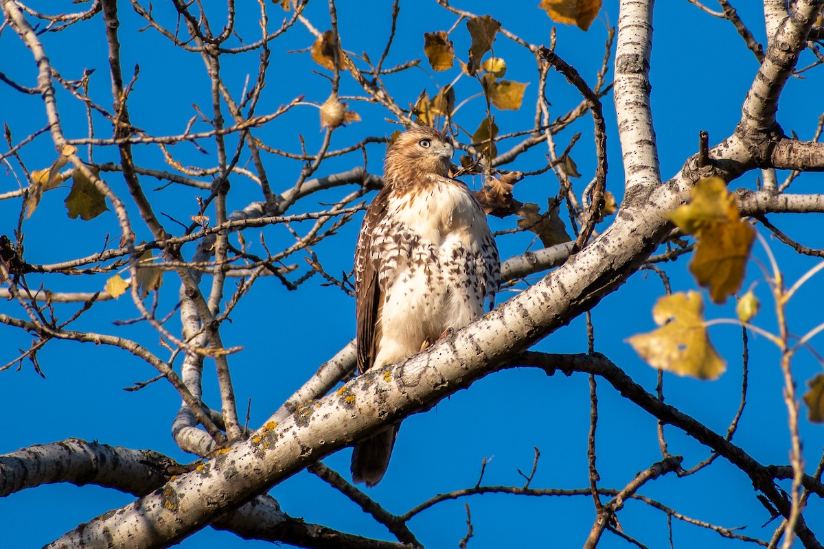 rødstjertvåk - ML644495677