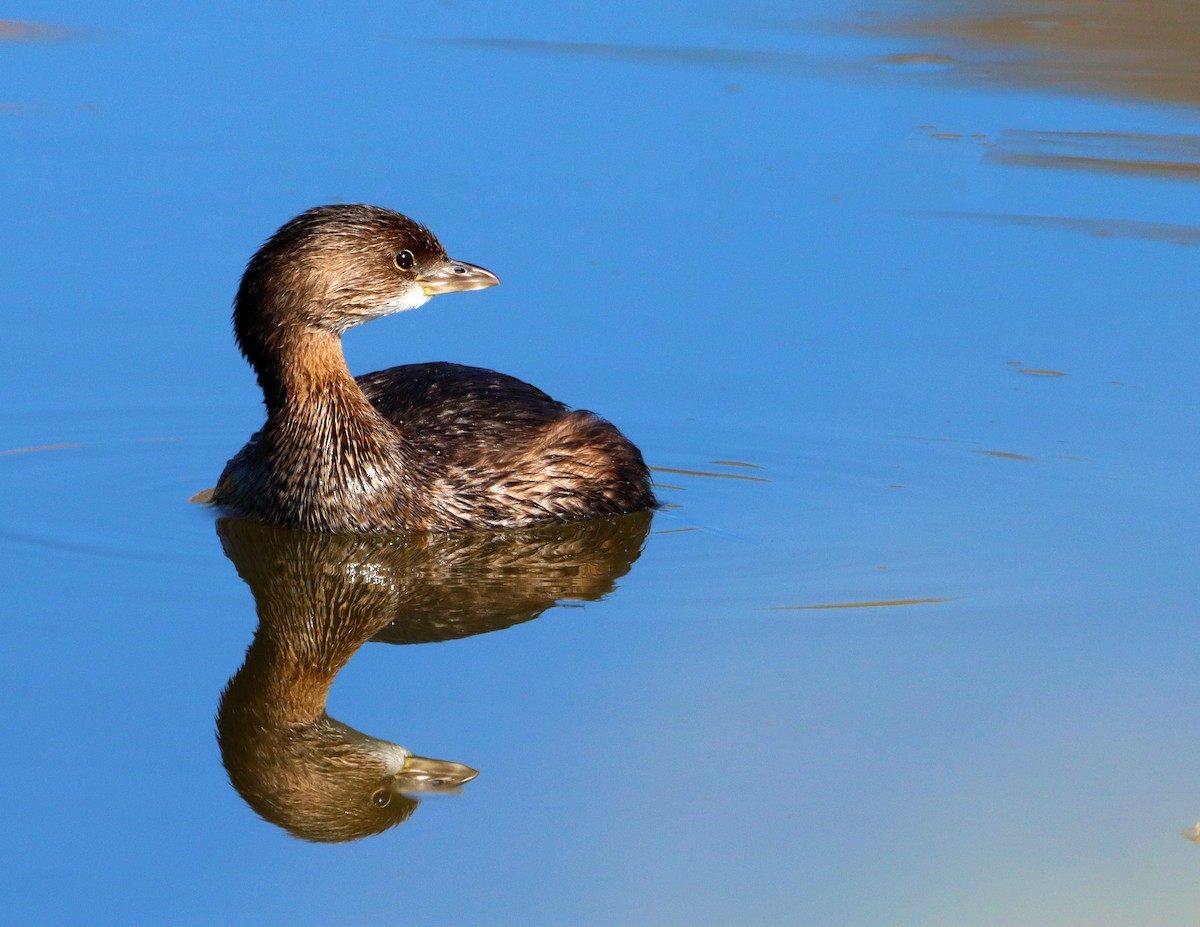 ringnebbdykker - ML644495678