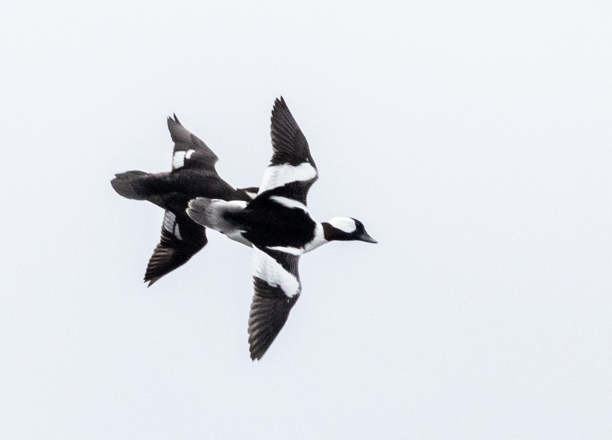 bøffeland - ML644495679