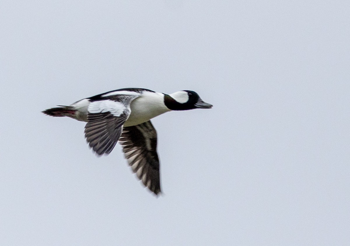 bøffeland - ML644495680