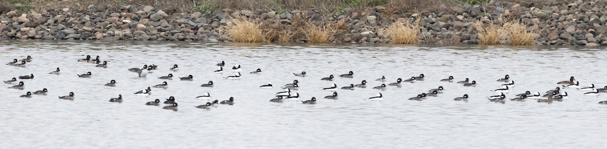 bøffeland - ML644495681