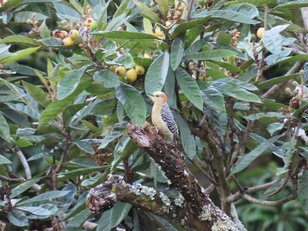 rødkronespett - ML644495682