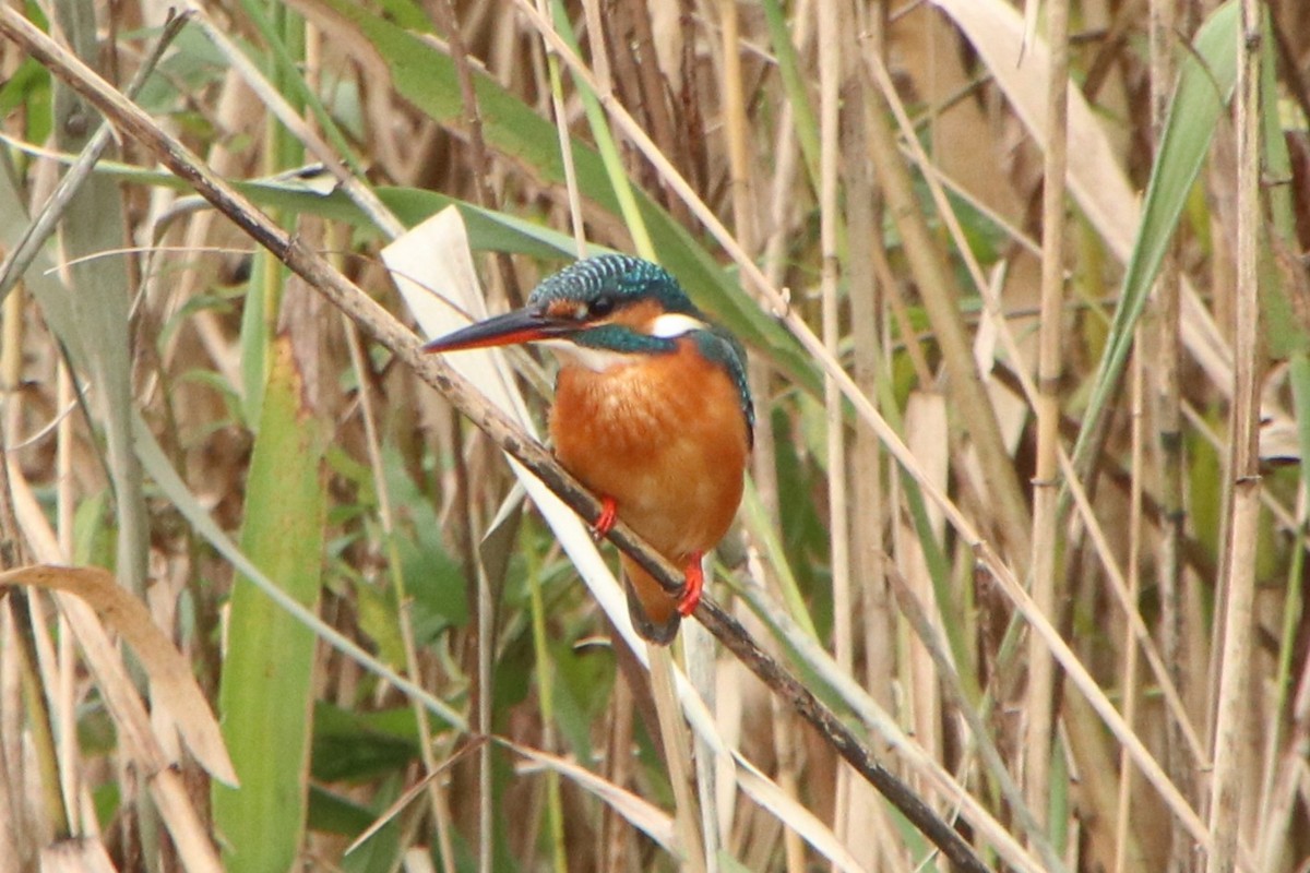 isfugl (atthis gr.) - ML644495683