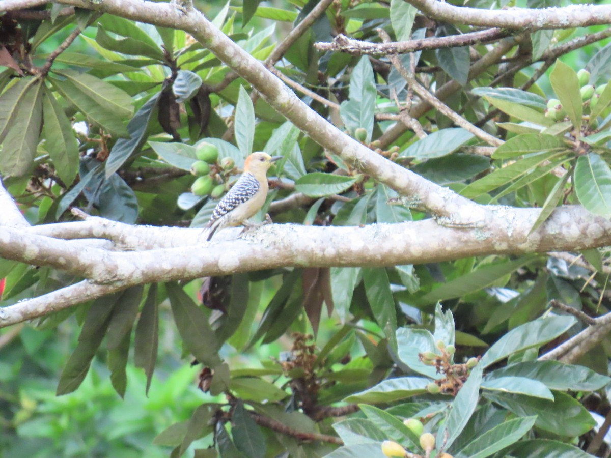 rødkronespett - ML644495685