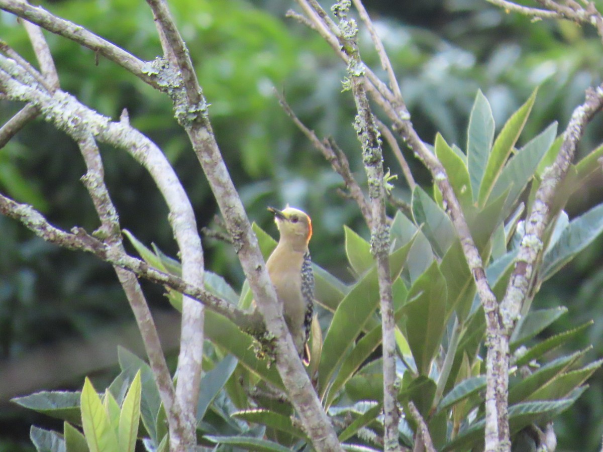 rødkronespett - ML644495693