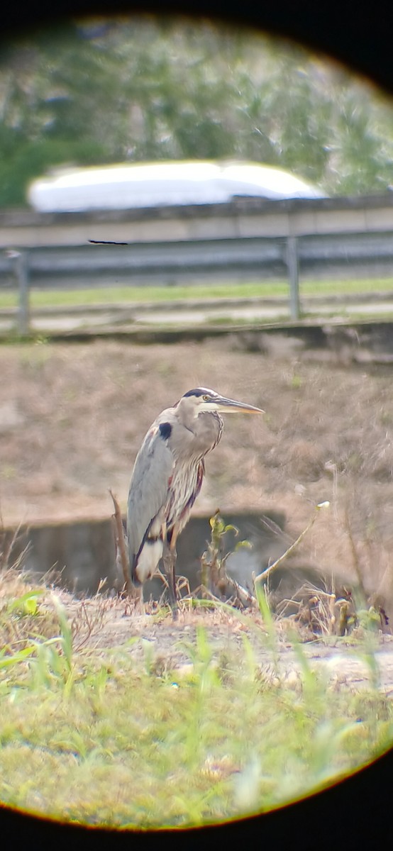 Great Blue Heron - ML644495694