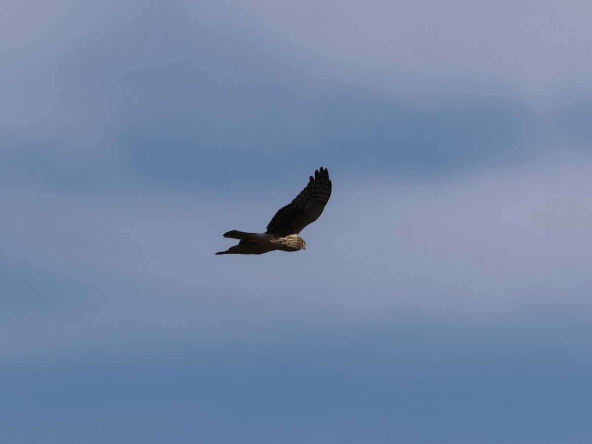 mørkmyrhauk - ML644495695