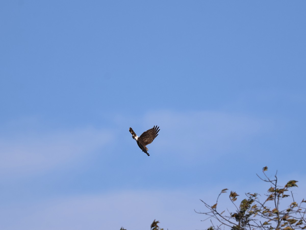 mørkmyrhauk - ML644495696