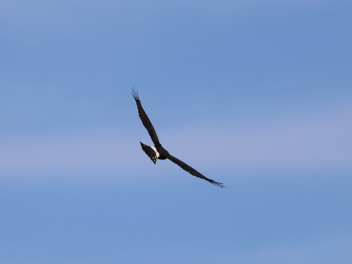 mørkmyrhauk - ML644495697