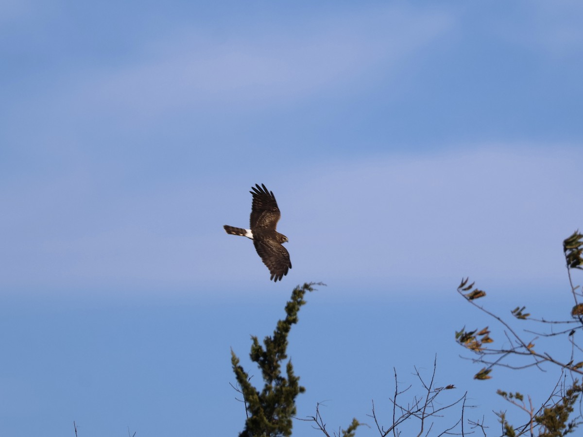 mørkmyrhauk - ML644495698